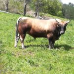 Valoración de daños en Posadorio, Belmonte de Miranda